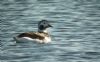 Long-tailed Duck at Paglesham (Steve Arlow) (60162 bytes)
